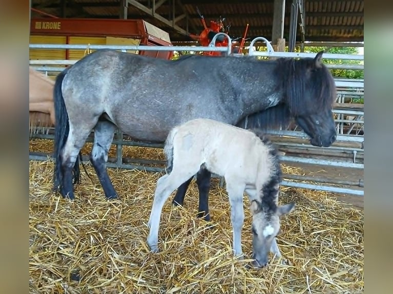 Islandpferd Stute 4 Jahre 138 cm Roan-Blue in Saarland