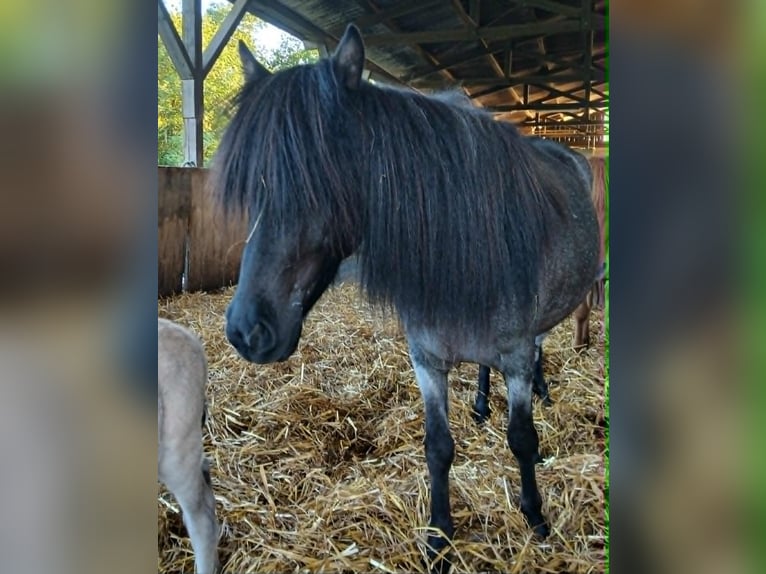 Islandpferd Stute 4 Jahre 138 cm Roan-Blue in Saarland