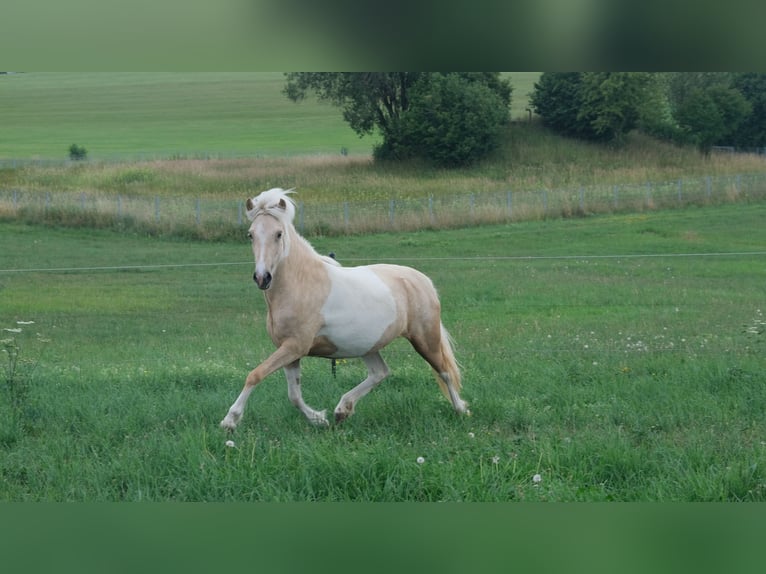 Islandpferd Stute 4 Jahre 138 cm Schecke in Kißlegg
