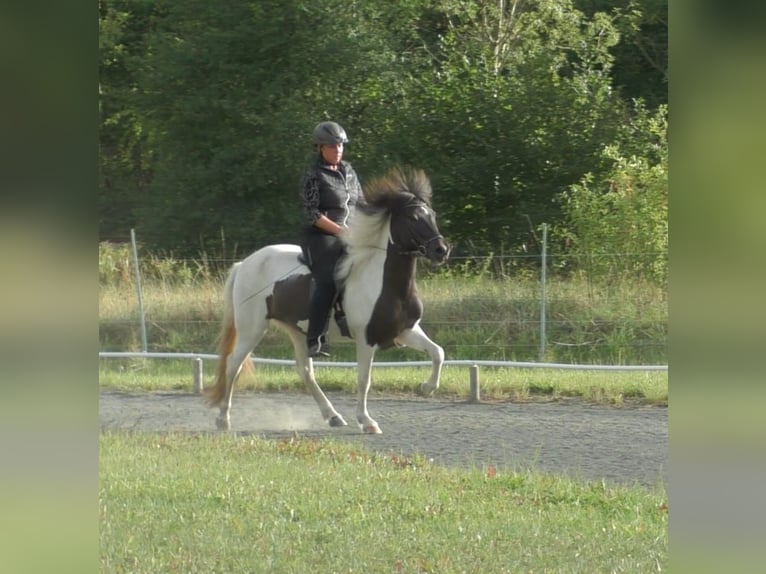 Islandpferd Stute 4 Jahre 138 cm Schecke in Battenberg (Eder)
