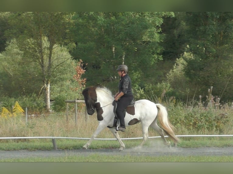 Islandpferd Stute 4 Jahre 138 cm Schecke in Battenberg (Eder)