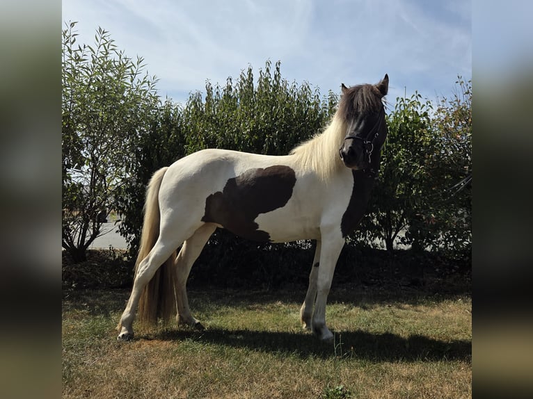 Islandpferd Stute 4 Jahre 138 cm Schecke in Battenberg (Eder)