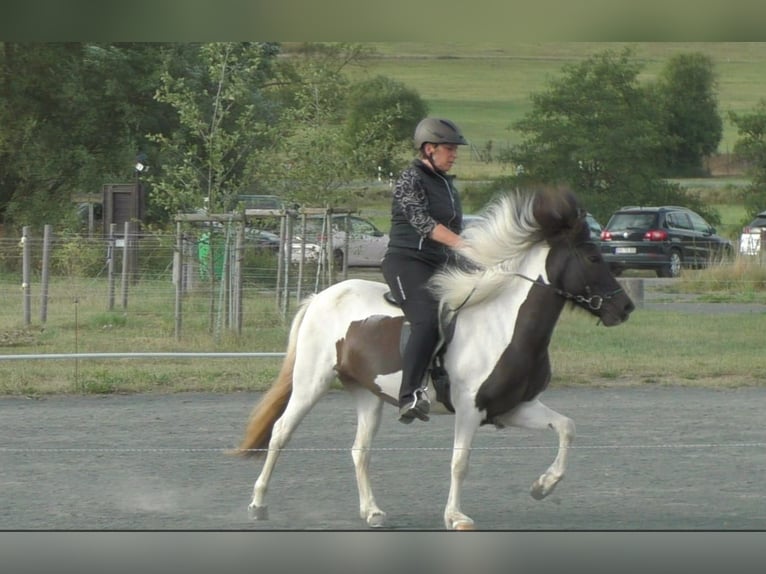 Islandpferd Stute 4 Jahre 138 cm Schecke in Battenberg (Eder)