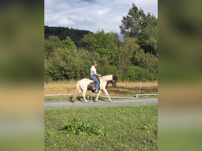 Islandpferd Stute 4 Jahre 138 cm Schecke in Battenberg (Eder)