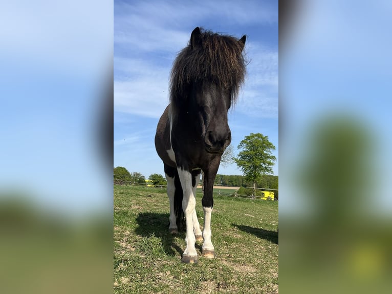 Islandpferd Stute 4 Jahre 138 cm Schecke in Bissendorf