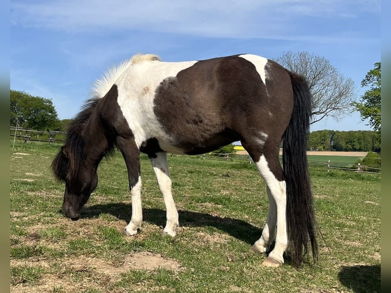 Islandpferd Stute 4 Jahre 138 cm Schecke in Bissendorf