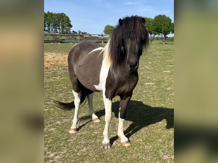 Islandpferd Stute 4 Jahre 138 cm Schecke in Bissendorf