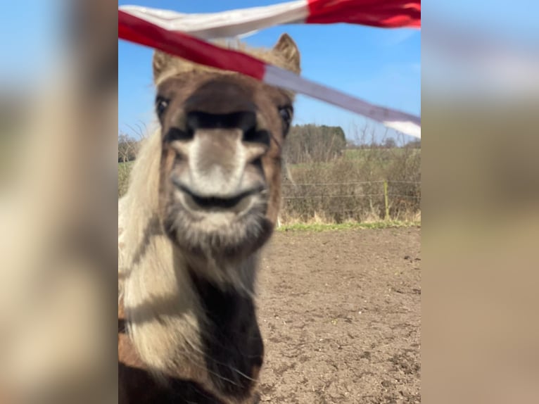 Islandpferd Stute 4 Jahre 139 cm  in Blunk