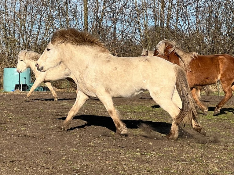 Islandpferd Stute 4 Jahre 139 cm in Blunk
