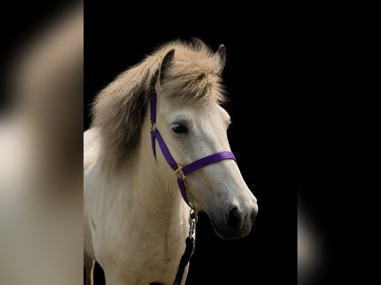 Islandpferd Stute 4 Jahre 139 cm  in Blunk