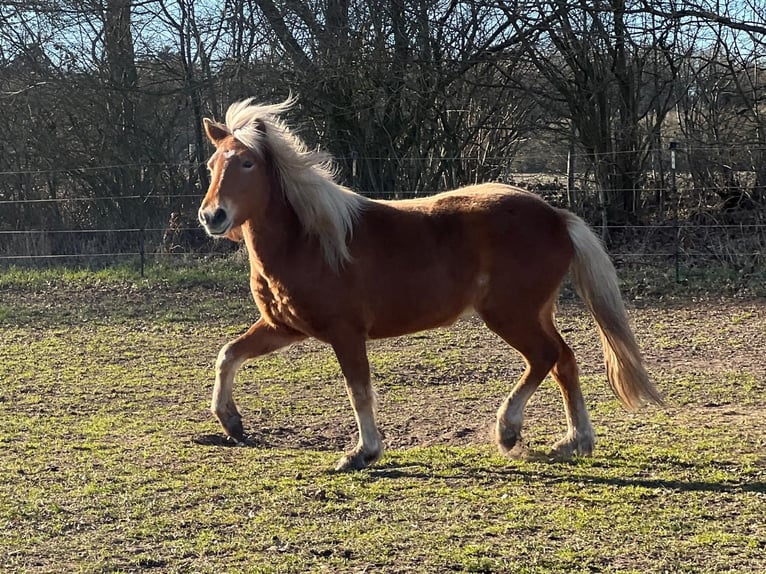 Islandpferd Stute 4 Jahre 139 cm Fuchs in Blunk
