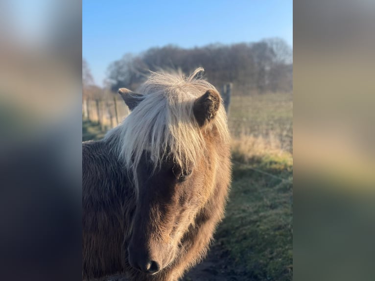 Islandpferd Stute 4 Jahre 139 cm  in Blunk
