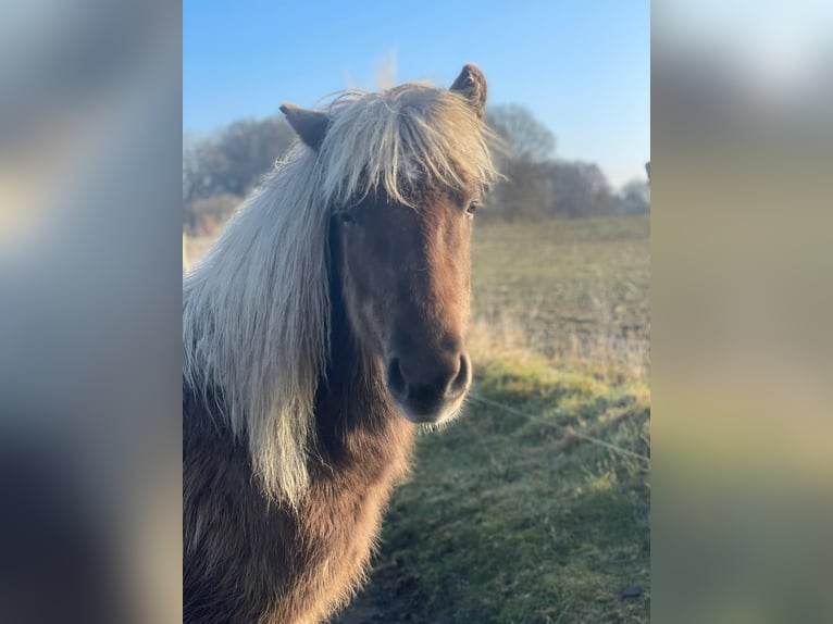 Islandpferd Stute 4 Jahre 139 cm  in Blunk