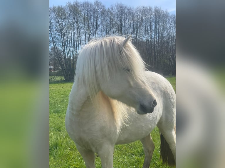 Islandpferd Stute 4 Jahre 139 cm  in Blunk