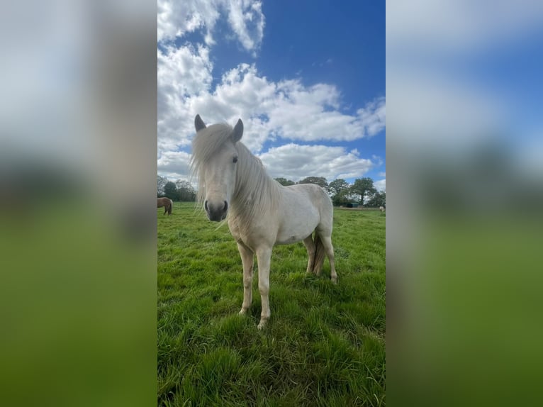 Islandpferd Stute 4 Jahre 139 cm in Blunk