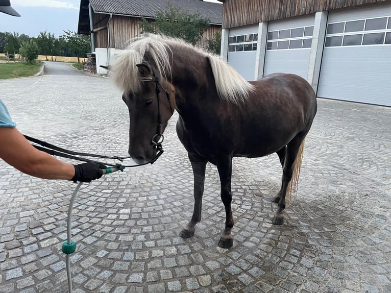 Islandpferd Stute 4 Jahre 140 cm Blauschimmel in Moosbach
