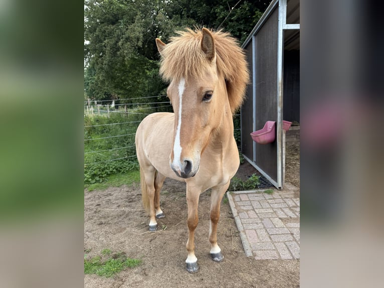 Islandpferd Stute 4 Jahre 140 cm Falbe in Thuine