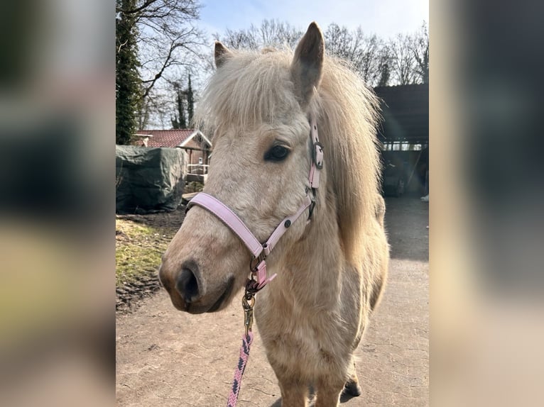 Islandpferd Stute 4 Jahre 140 cm Palomino in Steinhagen