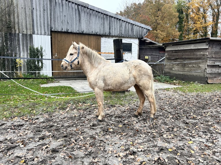 Islandpferd Stute 4 Jahre 140 cm Palomino in Steinhagen