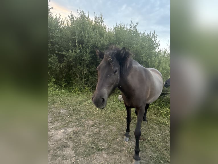 Islandpferd Stute 4 Jahre 140 cm Rappe in HOBRO