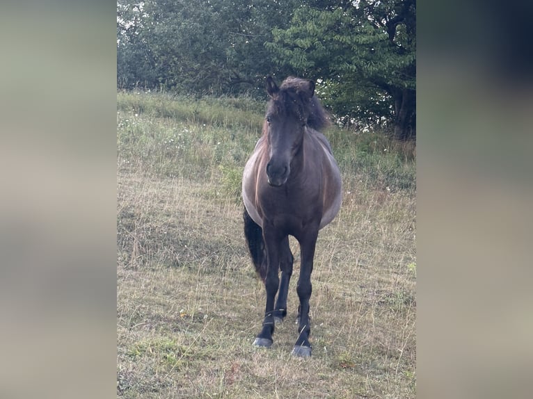 Islandpferd Stute 4 Jahre 140 cm Rappe in HOBRO
