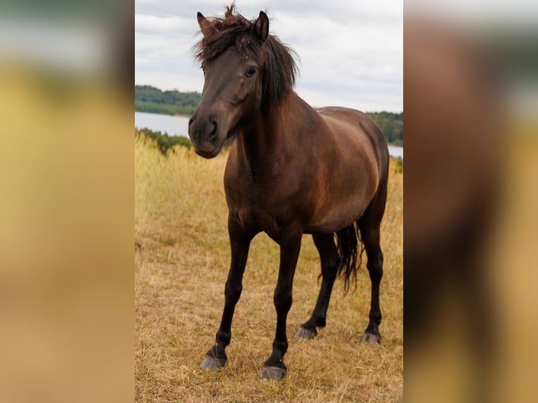 Islandpferd Stute 4 Jahre 140 cm Rappe in HOBRO