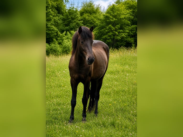 Islandpferd Stute 4 Jahre 140 cm Rappe in HOBRO