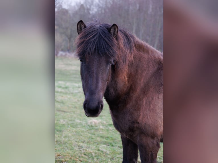 Islandpferd Stute 4 Jahre 140 cm Rappe in HOBRO