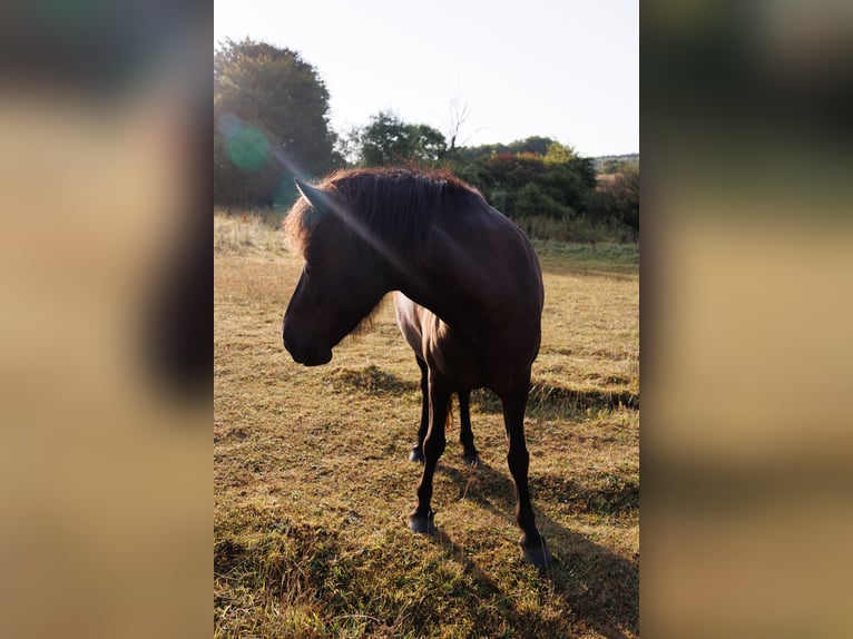 Islandpferd Stute 4 Jahre 140 cm Rappe in HOBRO