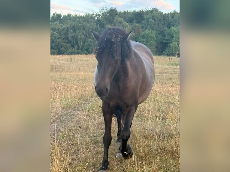 Islandpferd Stute 4 Jahre 140 cm Rappe in HOBRO
