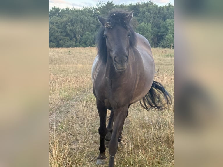 Islandpferd Stute 4 Jahre 140 cm Rappe in HOBRO