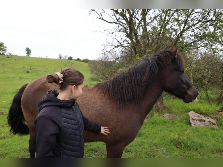 Islandpferd Stute 4 Jahre 140 cm Rappe in HOBRO