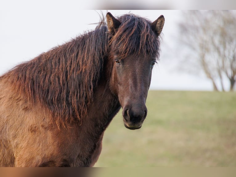 Islandpferd Stute 4 Jahre 140 cm Rappe in HOBRO