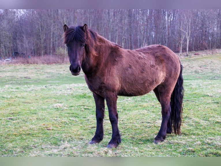 Islandpferd Stute 4 Jahre 140 cm Rappe in HOBRO