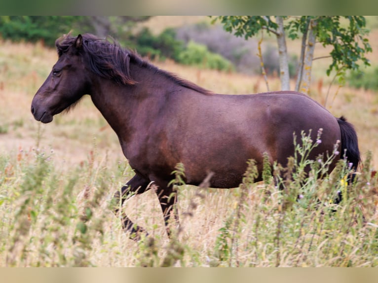 Islandpferd Stute 4 Jahre 140 cm Rappe in HOBRO