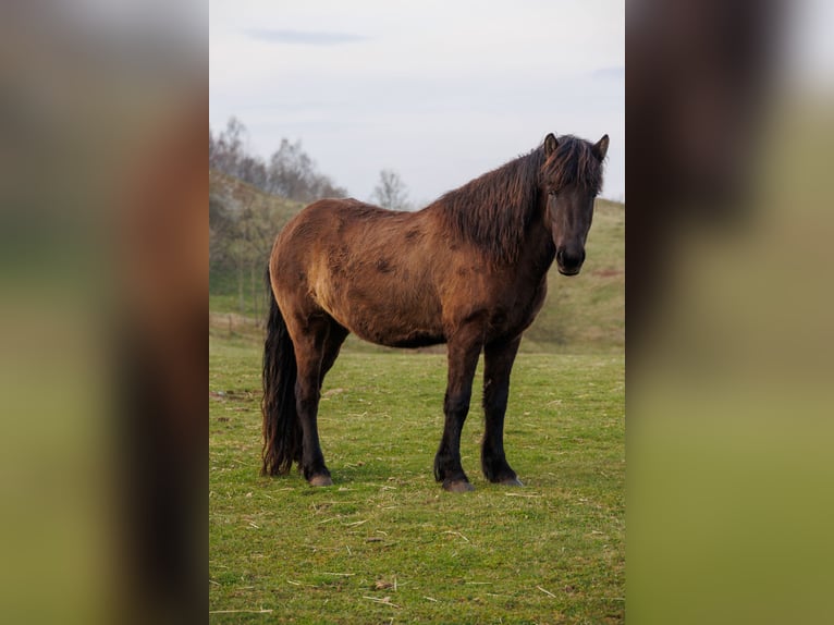 Islandpferd Stute 4 Jahre 140 cm Rappe in HOBRO