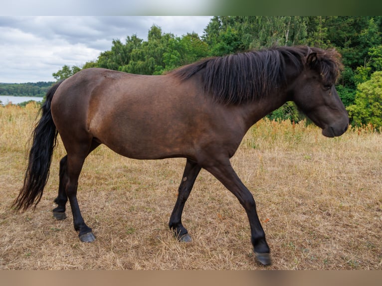 Islandpferd Stute 4 Jahre 140 cm Rappe in HOBRO