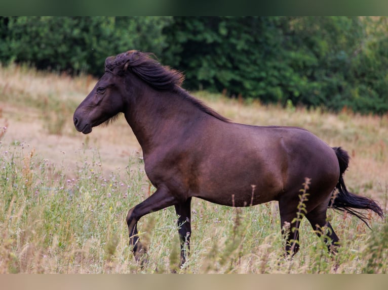 Islandpferd Stute 4 Jahre 140 cm Rappe in HOBRO