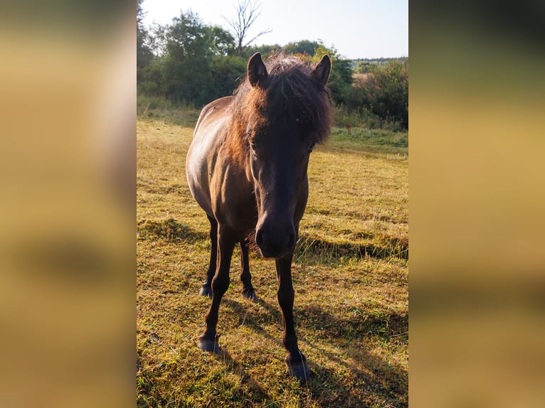 Islandpferd Stute 4 Jahre 140 cm Rappe in HOBRO
