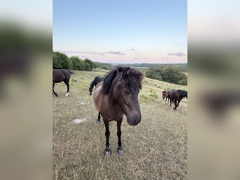 Islandpferd Stute 4 Jahre 140 cm Rappe in HOBRO