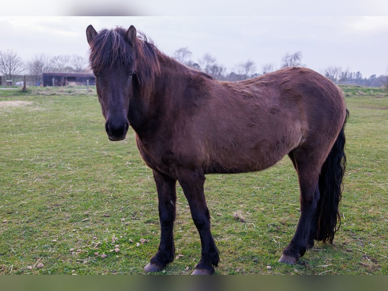 Islandpferd Stute 4 Jahre 140 cm Rappe in HOBRO
