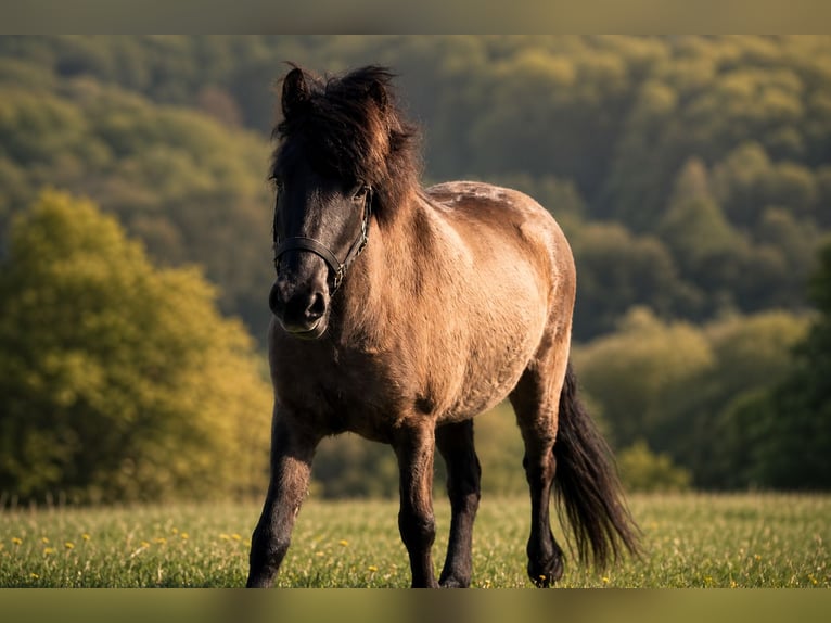 Islandpferd Stute 4 Jahre 140 cm Rappe in HOBRO