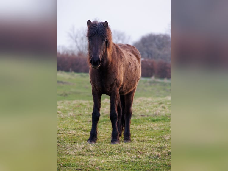 Islandpferd Stute 4 Jahre 140 cm Rappe in HOBRO