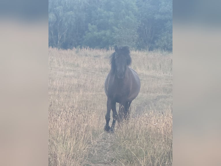 Islandpferd Stute 4 Jahre 140 cm Rappe in HOBRO