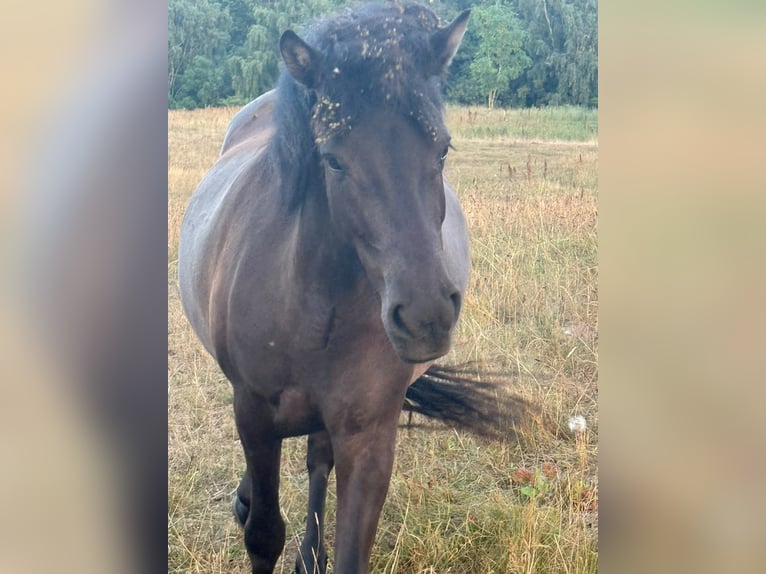 Islandpferd Stute 4 Jahre 140 cm Rappe in HOBRO