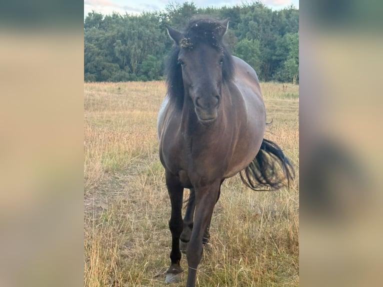 Islandpferd Stute 4 Jahre 140 cm Rappe in HOBRO