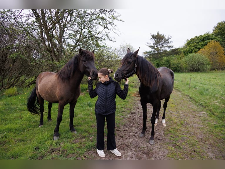 Islandpferd Stute 4 Jahre 140 cm Rappe in HOBRO
