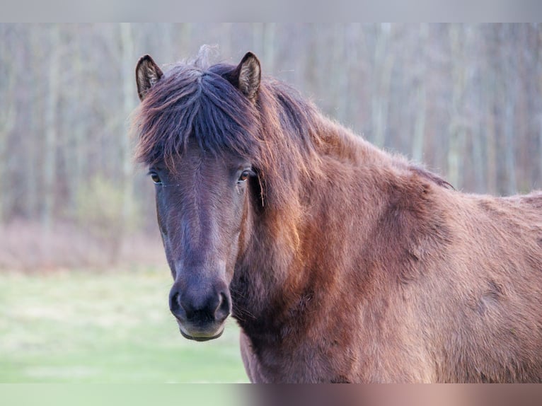 Islandpferd Stute 4 Jahre 140 cm Rappe in HOBRO
