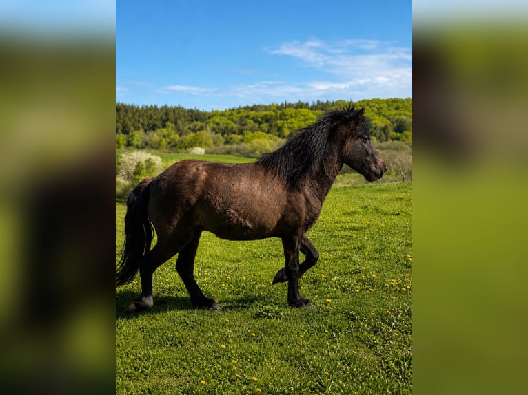 Islandpferd Stute 4 Jahre 140 cm Rappe in HOBRO