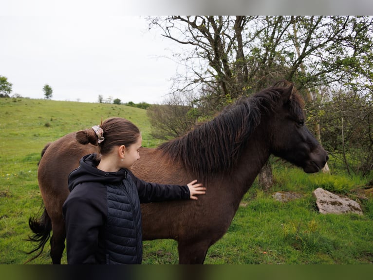 Islandpferd Stute 4 Jahre 140 cm Rappe in HOBRO